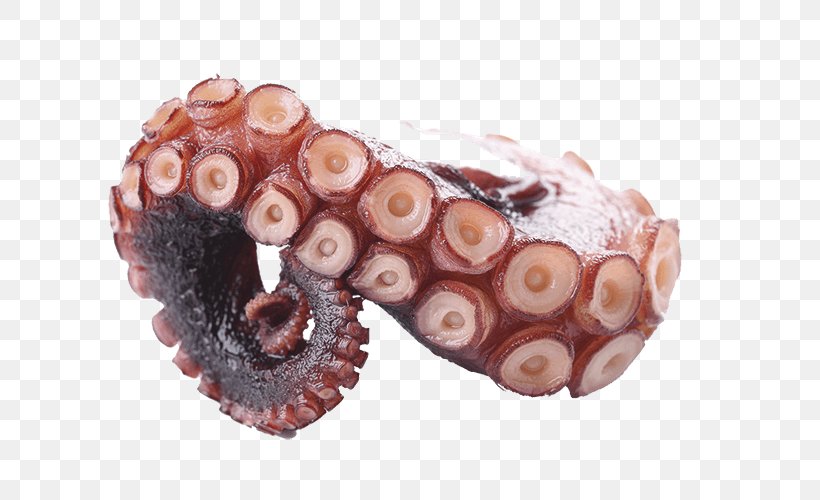 Octopus, PNG, 750x500px, Octopus, Cephalopod, Invertebrate Download Free