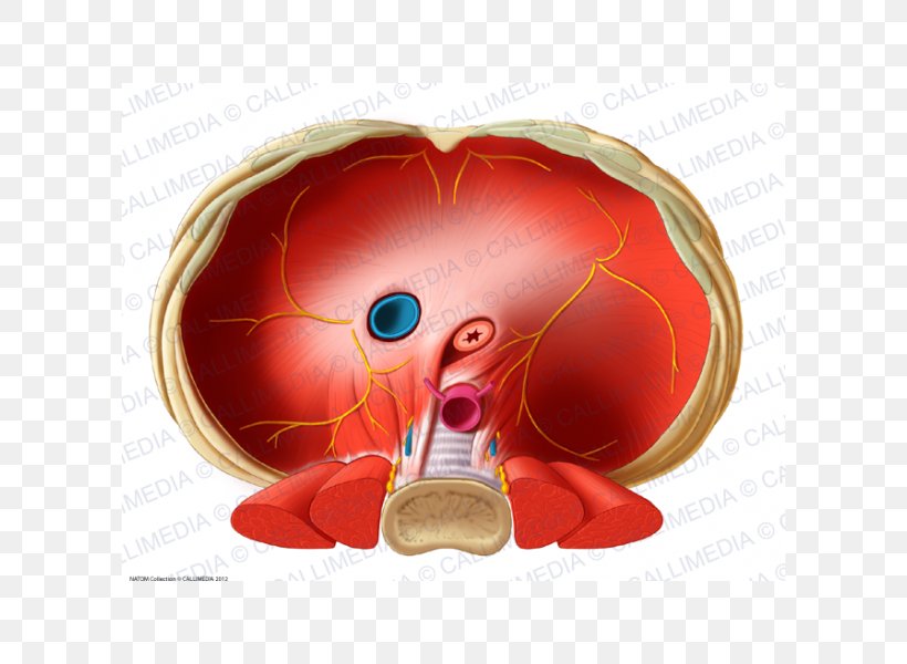 Thoracic Diaphragm Inferior Vena Cava Human Anatomy Esophagus, PNG, 600x600px, Watercolor, Cartoon, Flower, Frame, Heart Download Free