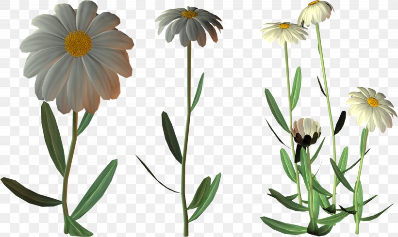 Cut Flowers Oxeye Daisy Clip Art, PNG, 3935x2349px, Flower, Annual Plant, Blume, Chamaemelum Nobile, Cut Flowers Download Free
