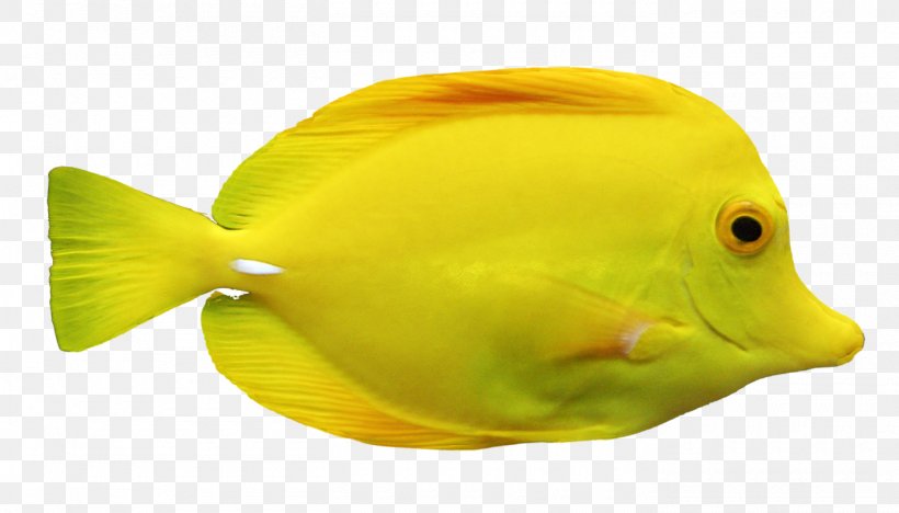 Fish Yellow Marine Biology Clip Art, PNG, 1400x800px, Fish, Advertising, Animal, Cuisine, Fauna Download Free