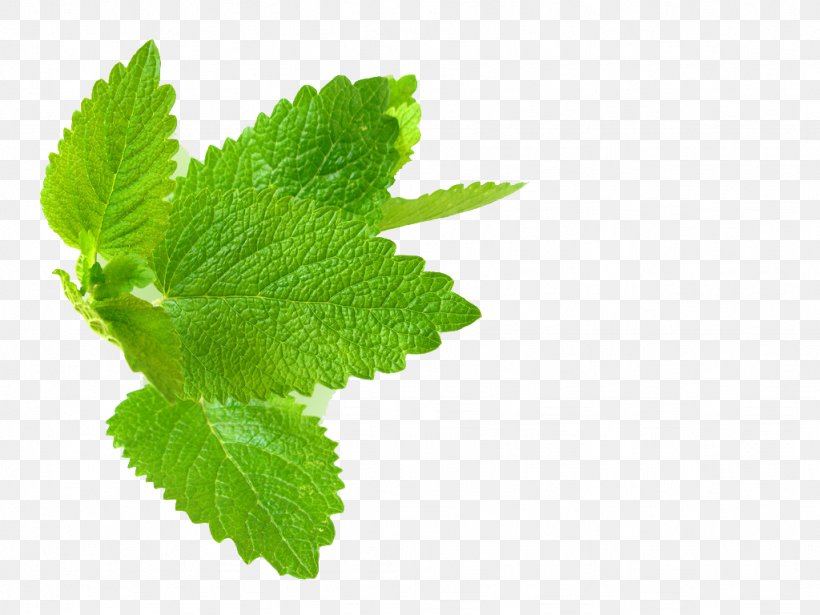 Lemon Balm Herb Mint Leaf, PNG, 1024x768px, Lemon Balm, Essential Oil, Extract, Food, Herb Download Free
