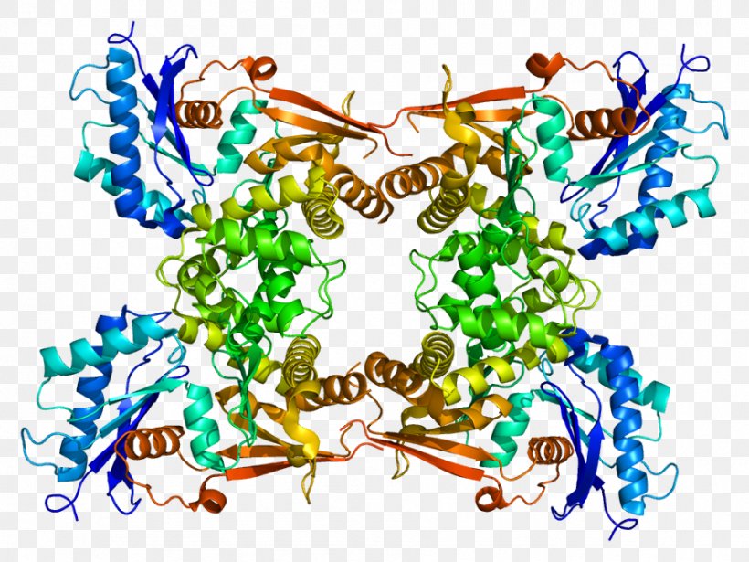 N-acetyl-D-glucosamine Kinase N-acetylglucosamine Kinase Protein Kinase, PNG, 907x681px, Kinase, Acetyl Group, Amino Sugar, Enzyme, Gene Download Free