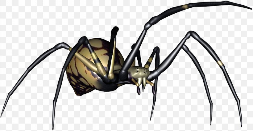 Widow Spiders Digital Image, PNG, 1125x583px, Widow Spiders, Arachnid, Arthropod, Blog, Digital Image Download Free