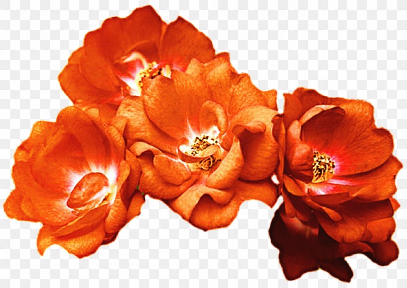 Crown Flower Clip Art, PNG, 1024x724px, Crown, Cut Flowers, Flower, Flowering Plant, Information Download Free