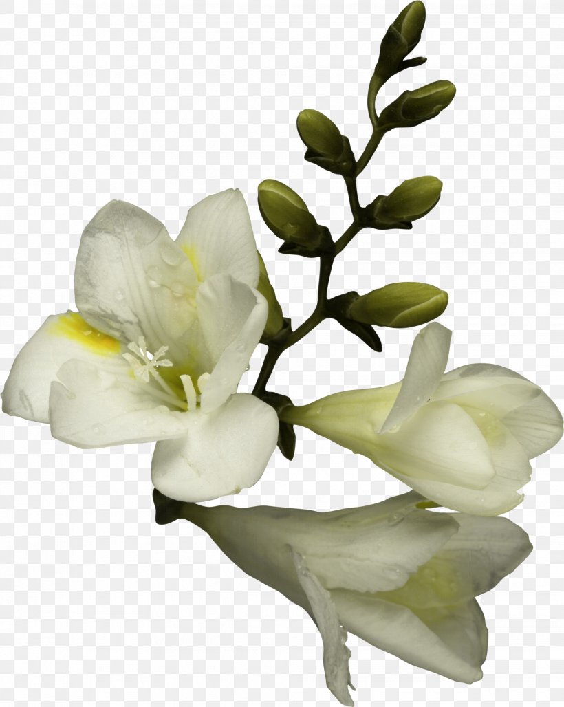 Flower Bouquet Clip Art, PNG, 1964x2464px, Flower, Arumlily, Branch, Callalily, Cut Flowers Download Free