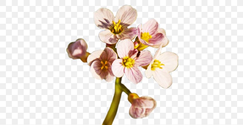 Flower Spring Clip Art, PNG, 402x421px, Flower, Blossom, Branch, Cherry Blossom, Cut Flowers Download Free