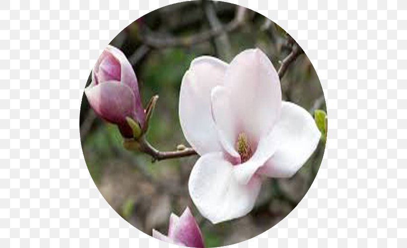 Love Flower Magnolia Hope Virtue, PNG, 500x500px, Love, Blossom, Branch, Essential Oil, Flower Download Free