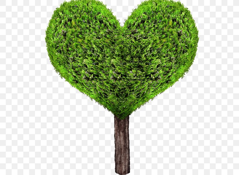 Tree, PNG, 800x600px, Tree, Branch, Cricut, Grass, Heart Download Free