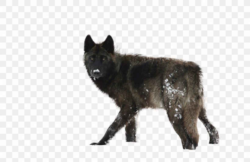 Yellowstone Caldera Lamar Valley Gray Wolf Greater Yellowstone Ecosystem Wolf Hunting, PNG, 1024x666px, Yellowstone Caldera, Canis Lupus Tundrarum, Carnivoran, Czechoslovakian Wolfdog, Dog Download Free