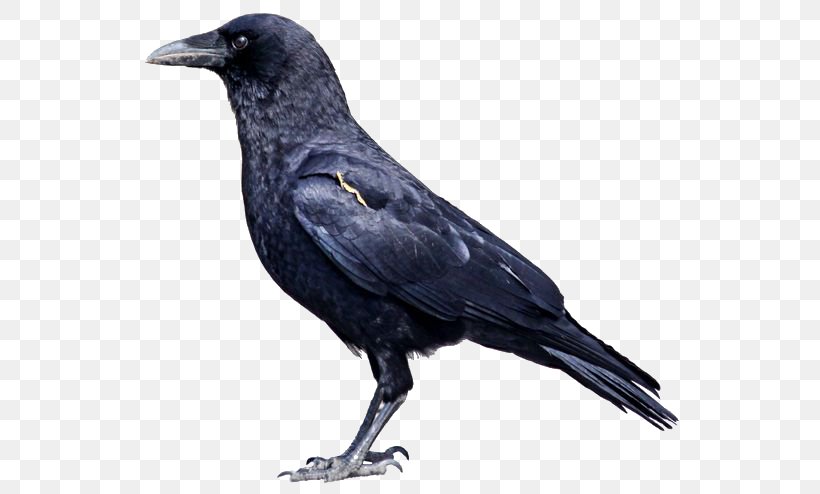 American Crow Rook Bird Common Raven Carrion Crow, PNG, 564x494px, American Crow, American Robin, Beak, Bird, Blackbird Download Free