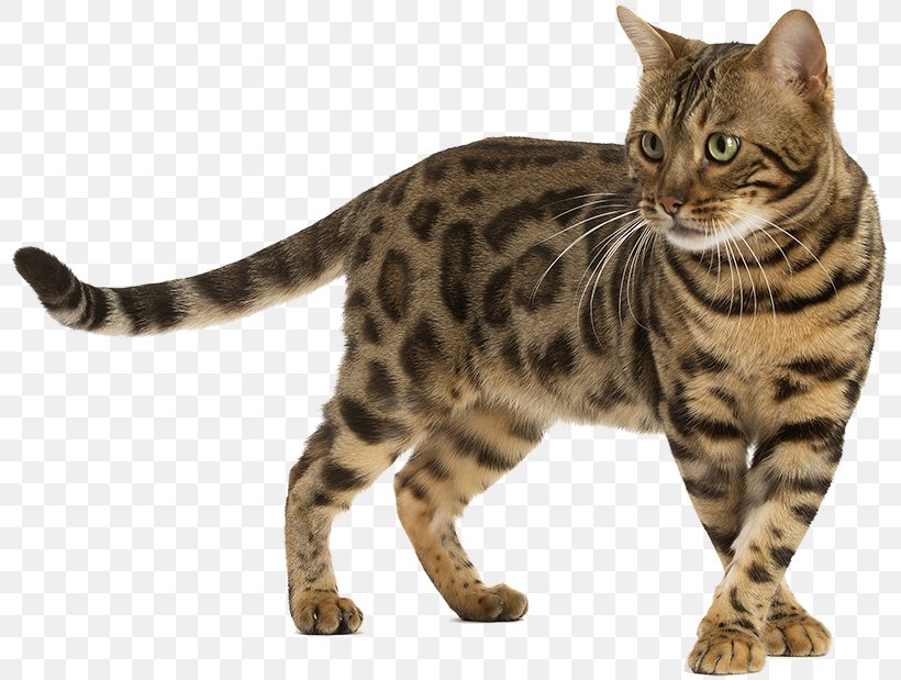 Bengal Cat Siberian Cat Sphynx Cat Somali Cat Siamese Cat, PNG, 808x619px, Bengal Cat, American Bobtail, American Shorthair, American Wirehair, Asian Download Free