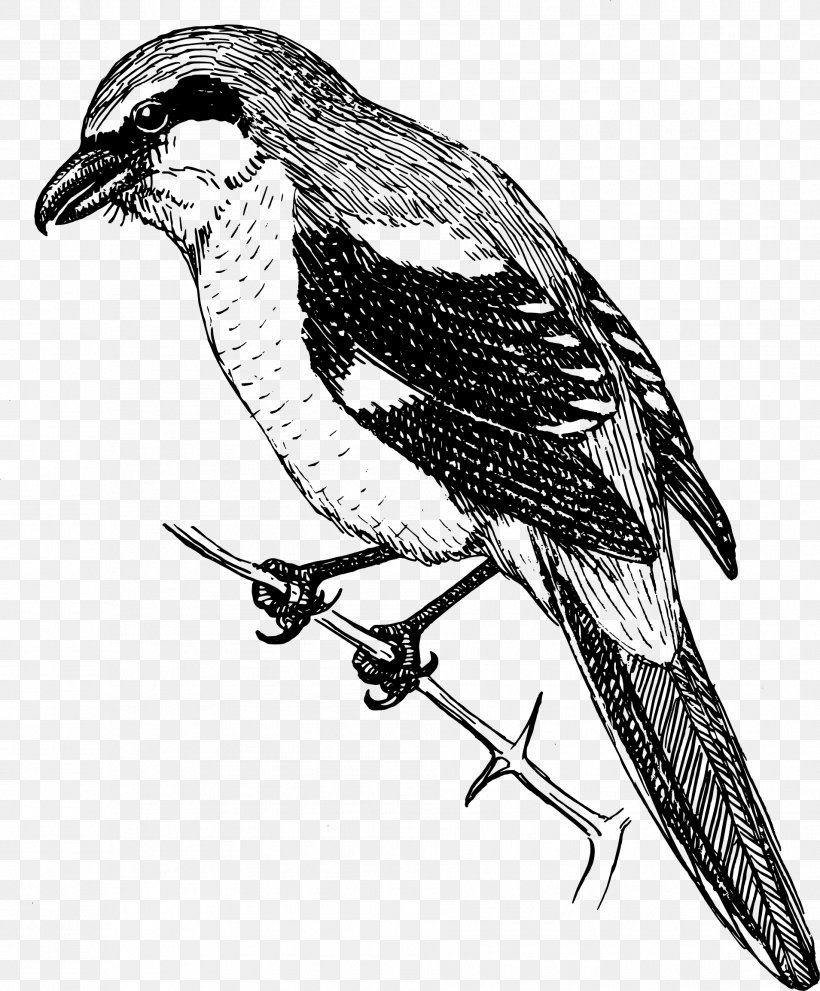 Bird Clip Art, PNG, 1909x2309px, Bird, Beak, Bird Of Prey, Black And White, Cuculiformes Download Free