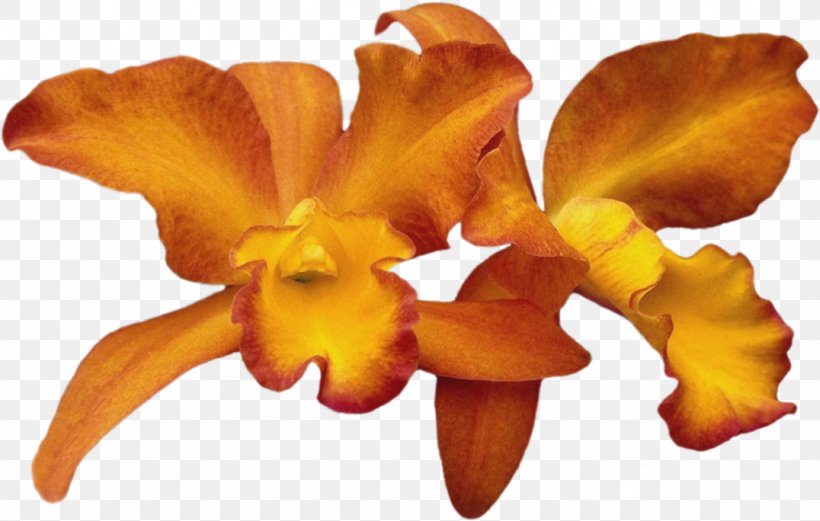 Cattleya Orchids Moth Orchids Cut Flowers, PNG, 1076x684px, Cattleya Orchids, Blog, Cattleya, Cut Flowers, Diary Download Free