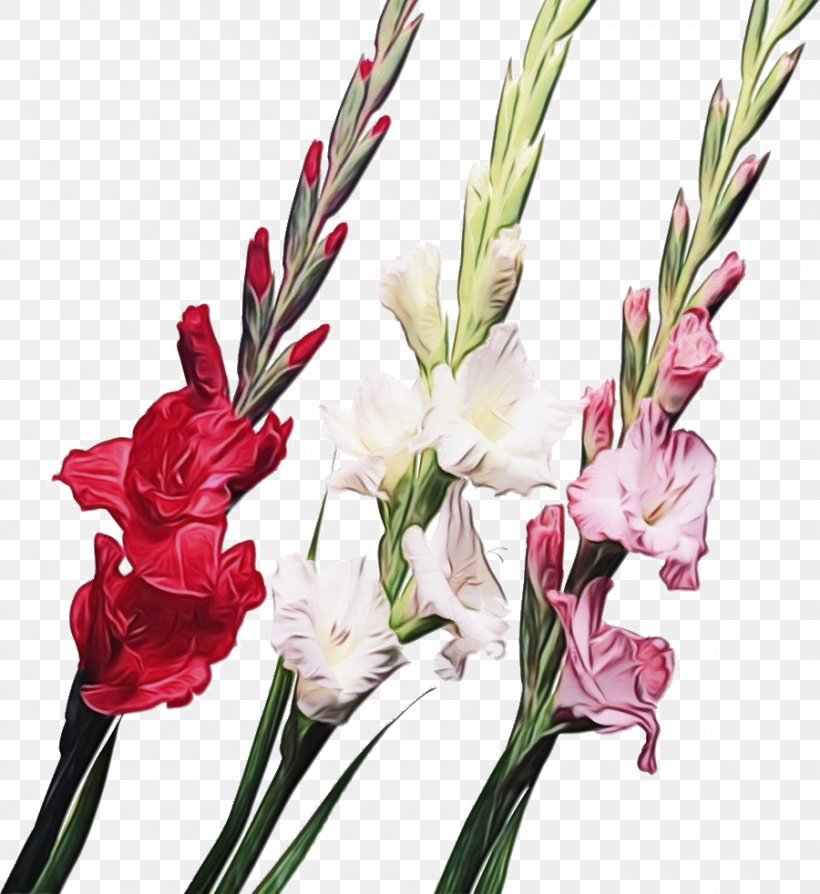 Flower Flowering Plant Plant Cut Flowers Gladiolus, PNG, 900x982px, Watercolor, Bouquet, Cut Flowers, Flower, Flowering Plant Download Free