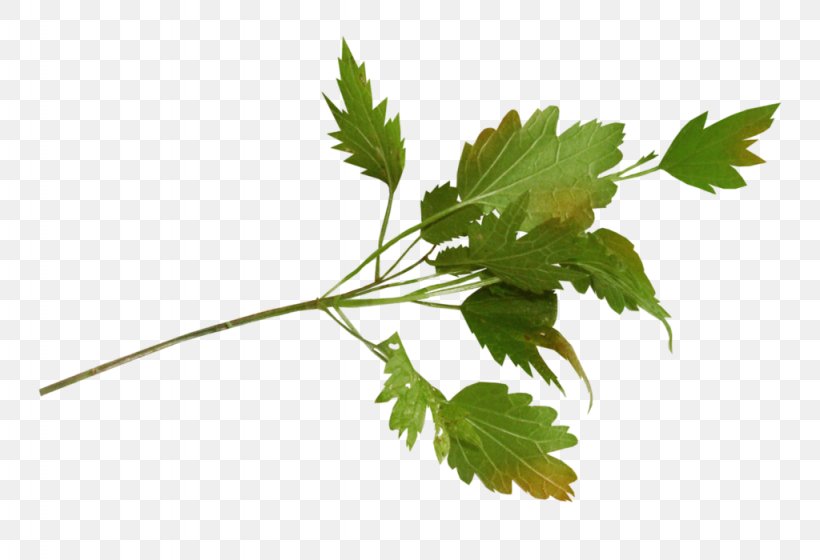 Parsley, PNG, 1024x700px, Parsley, Branch, Chinese Celery, Coriander, Culantro Download Free