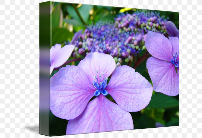 Plant Violet Lilac Hydrangea Crane's-bill, PNG, 650x560px, Plant, Annual Plant, Blue, Cornales, Crane Sbill Download Free
