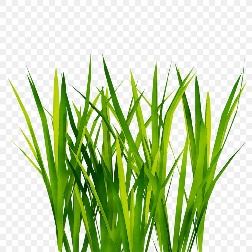 Clip Art Image Desktop Wallpaper Graphic Design, PNG, 1177x1177px, Grasses, Chives, Flowering Plant, Grass, Grass Family Download Free