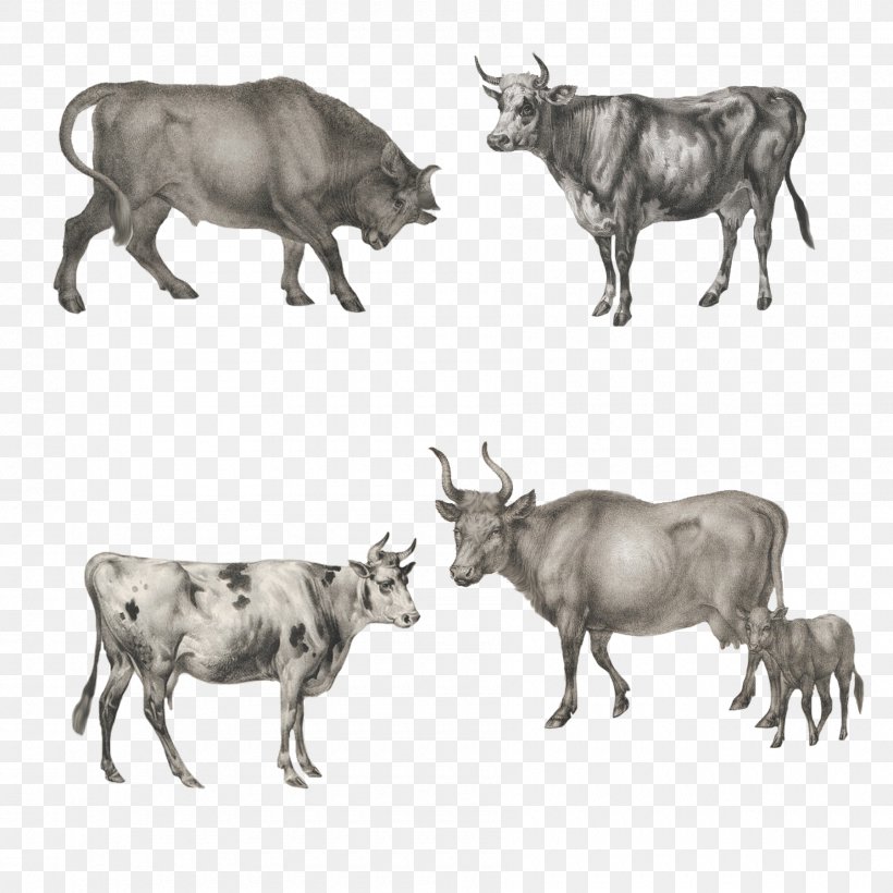 Zebu Ox Image Wildebeest, PNG, 1800x1800px, Zebu, Agriculture, Animal, Bull, Cattle Download Free
