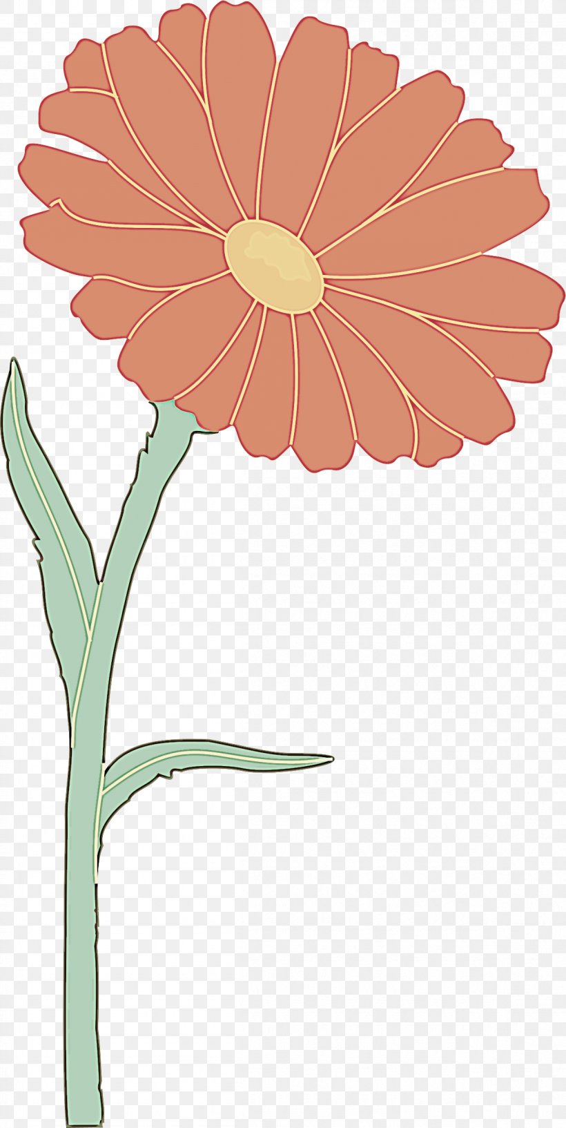 Barberton Daisy Flower Gerbera Plant Flowering Plant, PNG, 1205x2400px, Barberton Daisy, Flower, Flowering Plant, Gerbera, Petal Download Free
