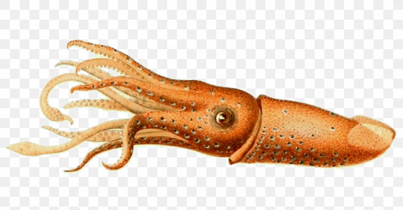 Colossal Squid Cephalopod Histioteuthis Reversa Invertebrate, PNG, 1266x660px, Squid, Animal, Animal Source Foods, Biology, Cephalopod Download Free