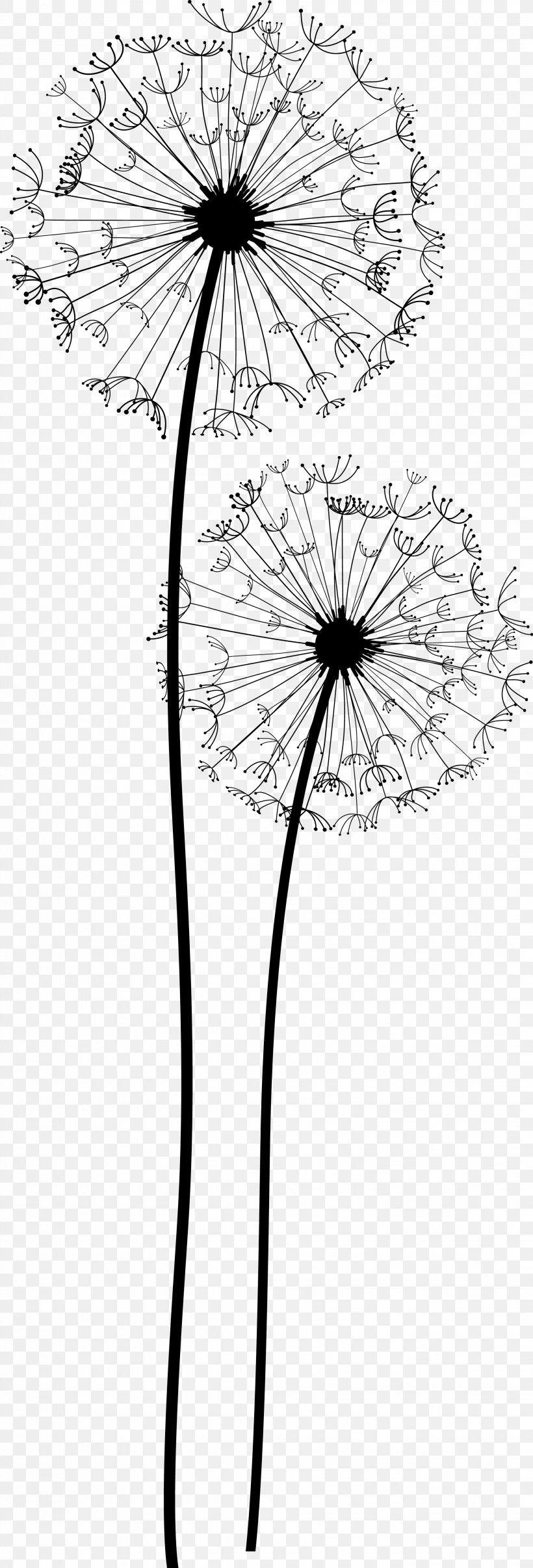 Common Dandelion Taraxacum Platycarpum Euclidean Vector, PNG, 2244x6605px, Common Dandelion, Area, Artwork, Black, Black And White Download Free