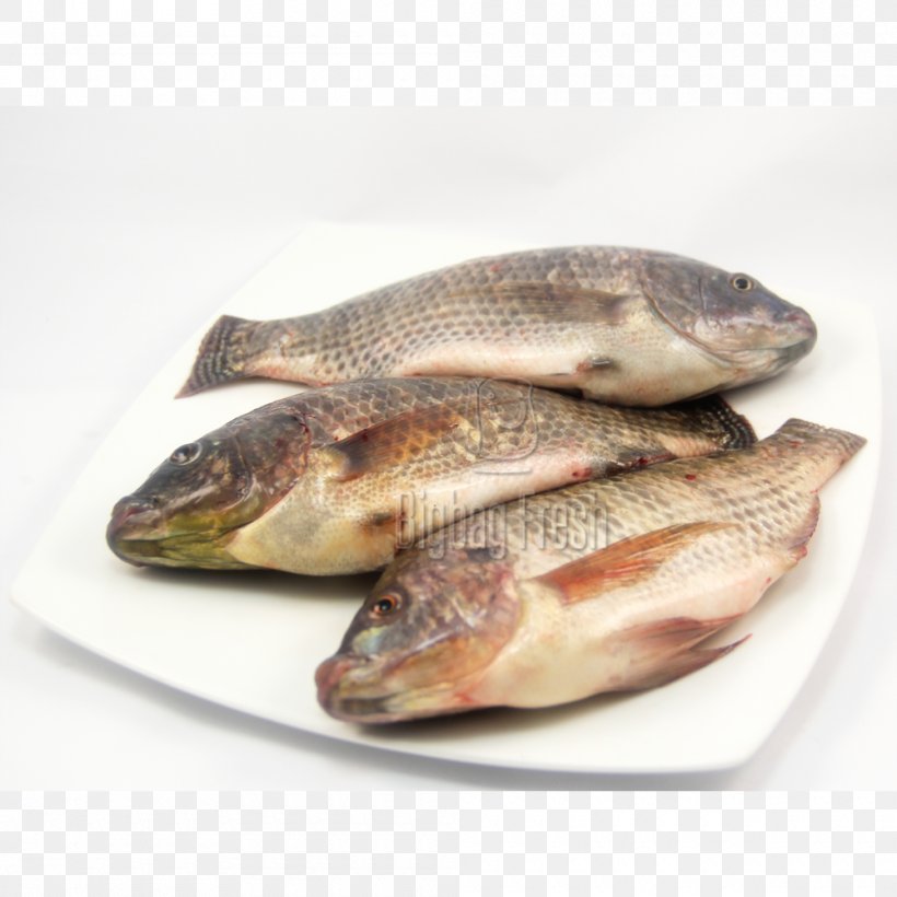 Fish Products Tilapia 09777 Salted Fish Cod, PNG, 1000x1000px, Fish Products, Animal Source Foods, Cod, Fish, Oily Fish Download Free