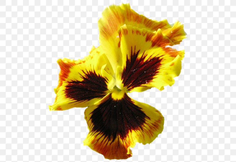 Pansy Violet July 0, PNG, 500x564px, 2017, Pansy, Advertising, Cut Flowers, Flower Download Free