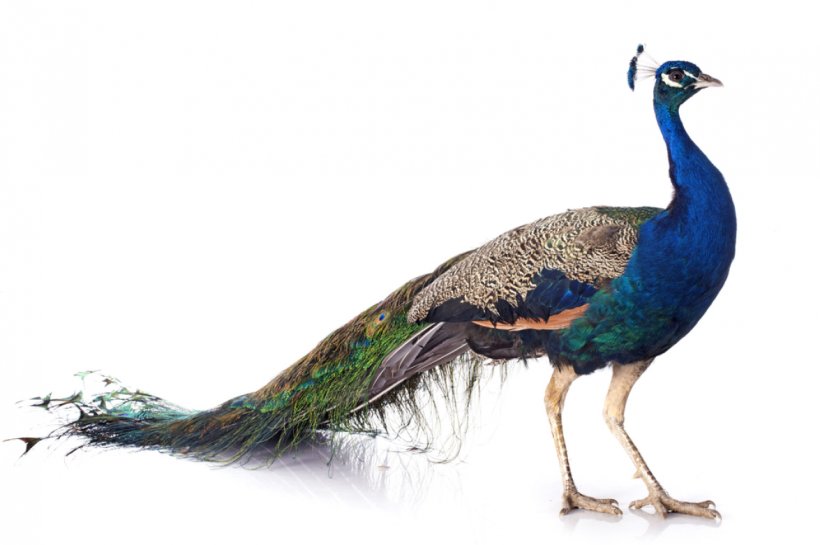 Bird Asiatic Peafowl Female Stock Photography, PNG, 1175x781px, Bird, Asiatic Peafowl, Beak, Fauna, Feather Download Free