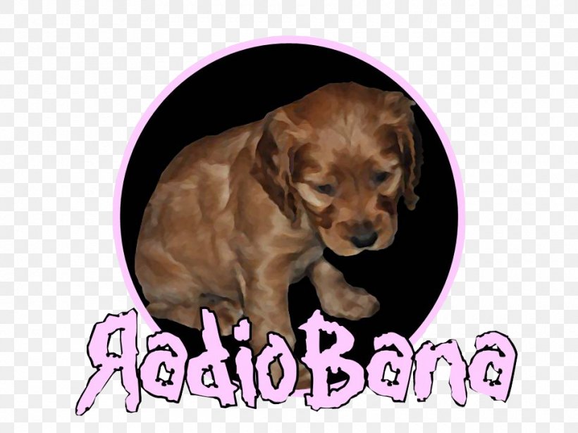 Boykin Spaniel Irish Setter Sussex Spaniel Dog Breed Puppy, PNG, 960x720px, Boykin Spaniel, Breed, Carnivoran, Cockapoo, Companion Dog Download Free