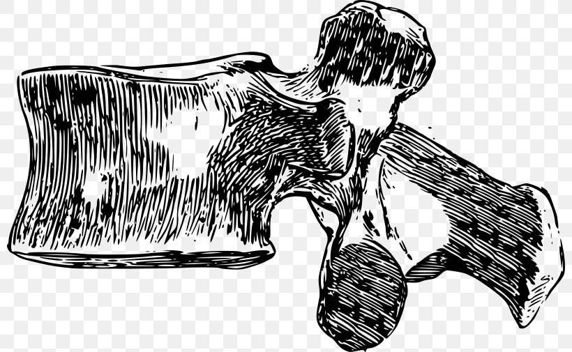 Vertebral Column Lumbar Vertebrae Cervical Vertebrae Clip Art, PNG, 800x505px, Vertebral Column, Automotive Design, Axis, Black And White, Bone Download Free