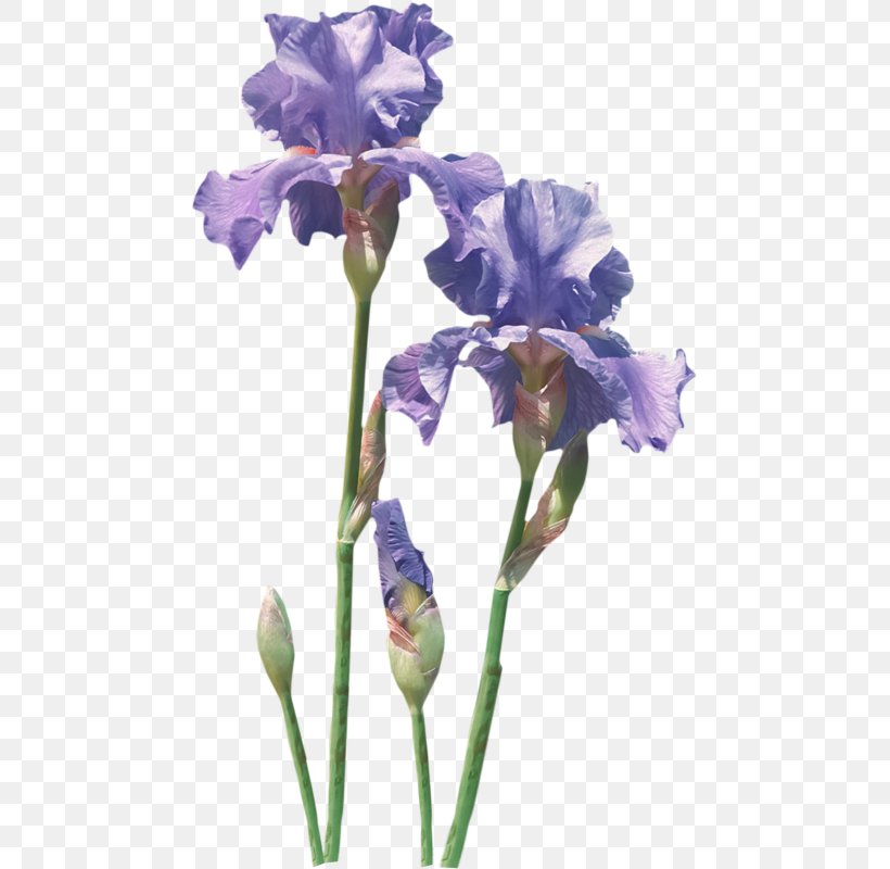 Flower Flowering Plant Plant Cut Flowers Iris, PNG, 469x800px, Flower, Cut Flowers, Flowering Plant, Iris, Iris Family Download Free