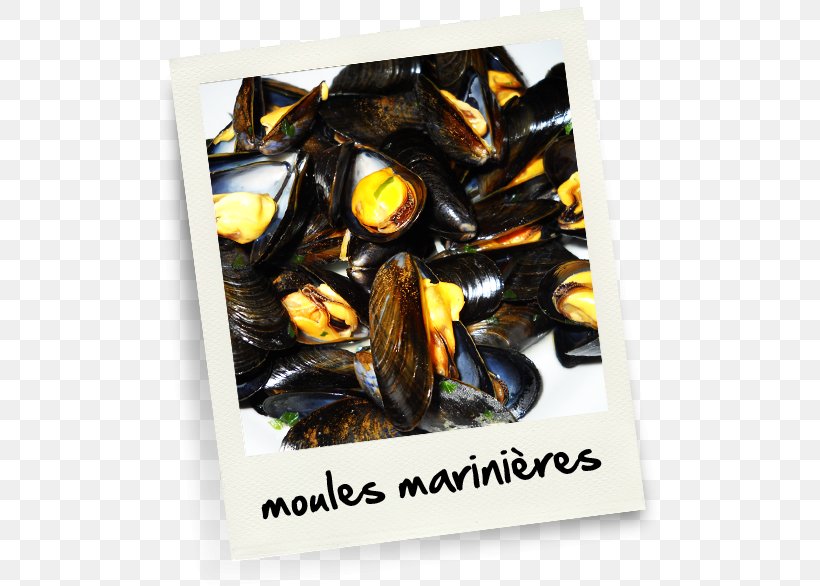 Mussel Marriage .net, PNG, 560x586px, Mussel, Animal Source Foods, Clams Oysters Mussels And Scallops, Food, Marriage Download Free