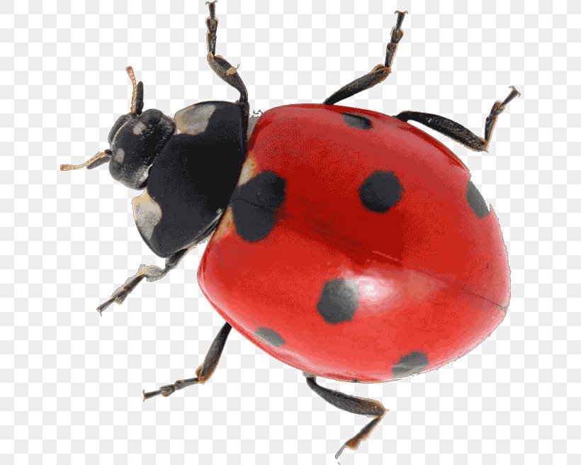 Beetle Coccinella Septempunctata Aphid The Grouchy Ladybug Pupa, PNG, 650x656px, Beetle, Anatomy, Animal, Aphid, Arthropod Download Free