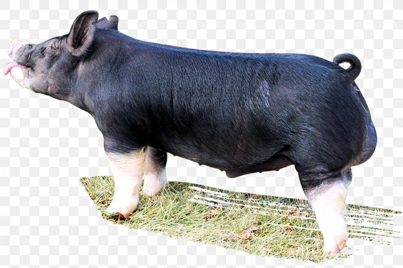 Berkshire Pig Livestock Pig Farming Mammal Snout, PNG, 920x613px, Berkshire Pig, Animal, Cattle Like Mammal, Domestic Pig, Drinking Class Download Free