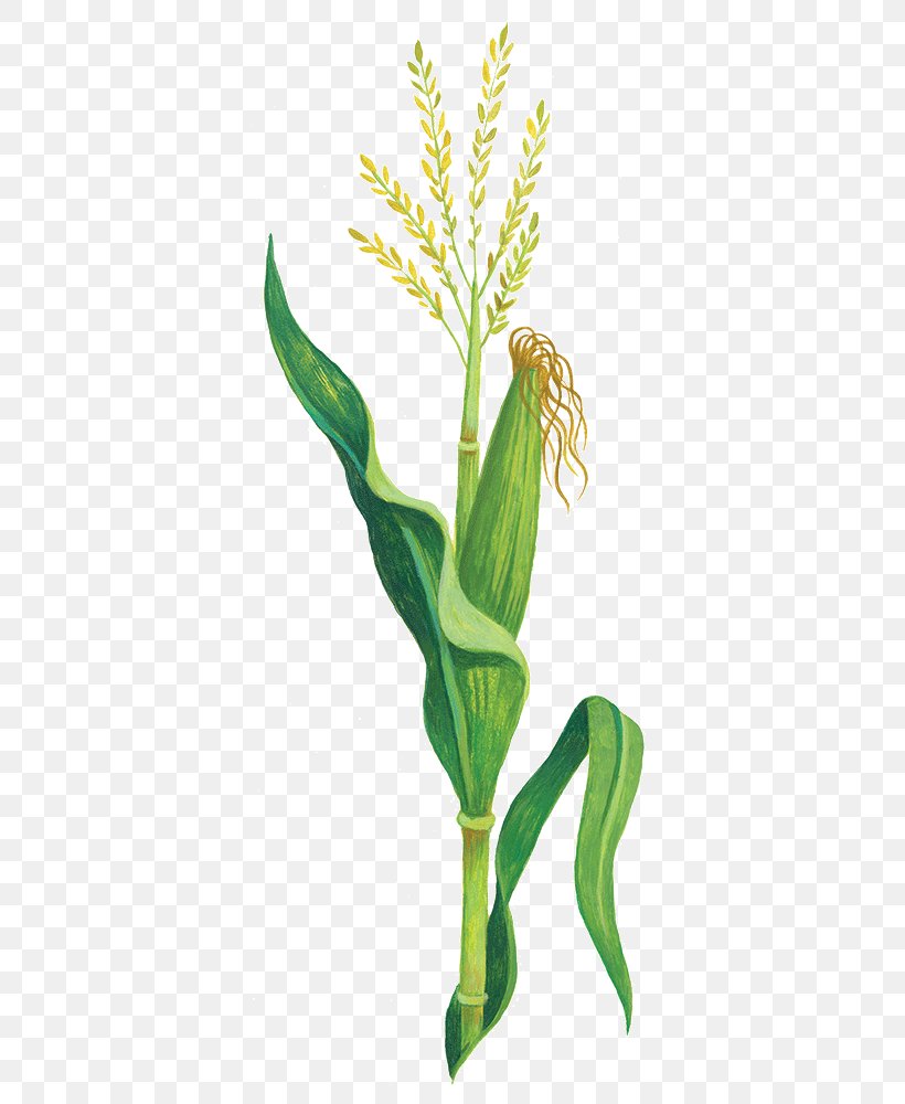 Corn Domesticatiesyndroom Domestication Plants Leaf, PNG, 370x1000px, Watercolor, Cartoon, Flower, Frame, Heart Download Free