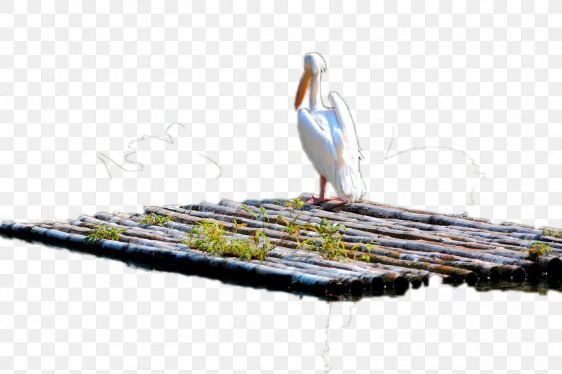 Crane Bamboe Computer File, PNG, 1350x900px, Crane, Bamboe, Beak, Bird, Gratis Download Free