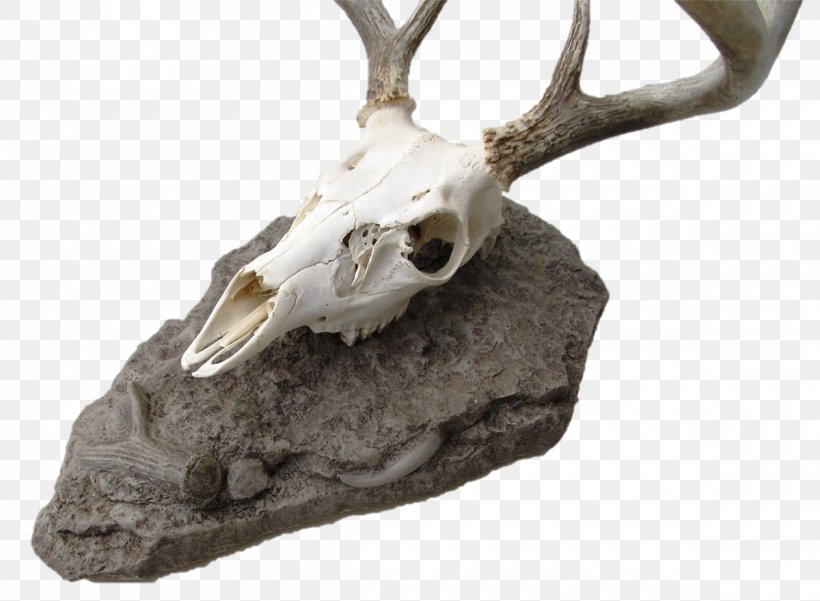 Deer Skull Mounts Antler Antelope, PNG, 1200x880px, Deer, Antelope, Antler, Bear, Biting Download Free