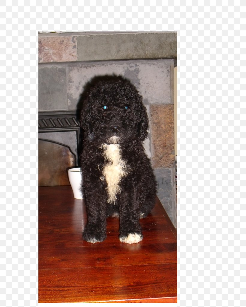 Irish Water Spaniel Barbet Portuguese Water Dog Spanish Water Dog Lagotto Romagnolo, PNG, 768x1024px, Irish Water Spaniel, Barbet, Carnivoran, Cockapoo, Dog Download Free