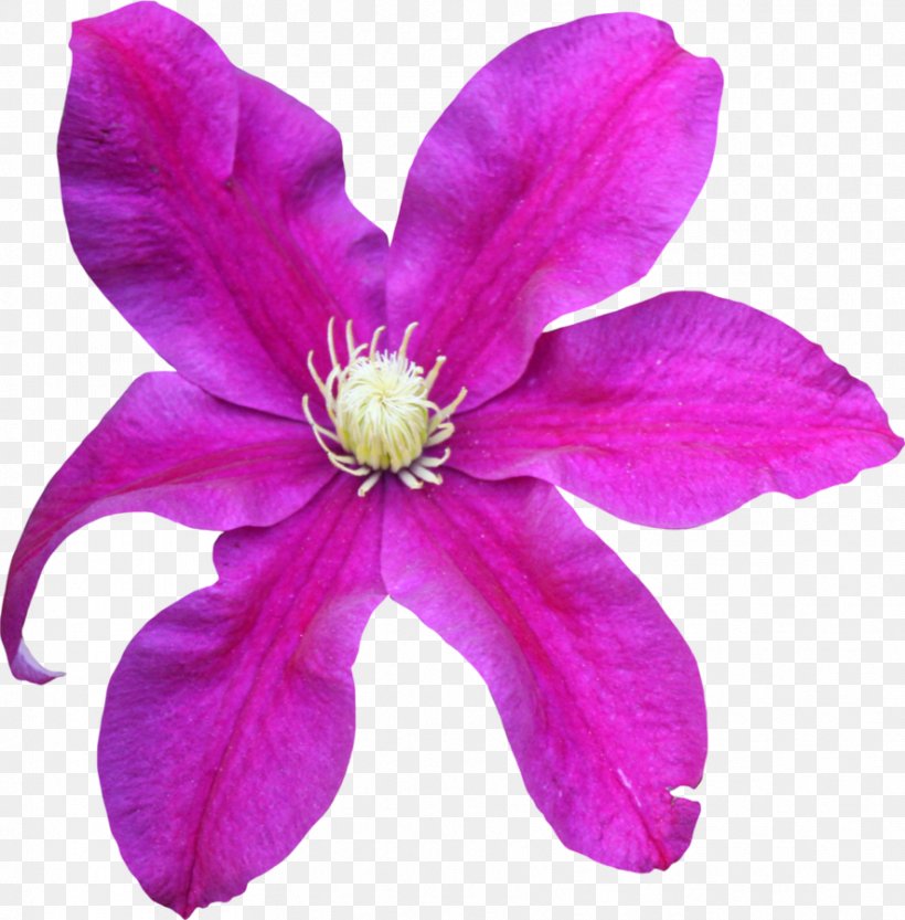 Pink Flower Magenta Violet Lilac, PNG, 886x901px, Pink, Blue Rose, Clematis, Flower, Flowering Plant Download Free