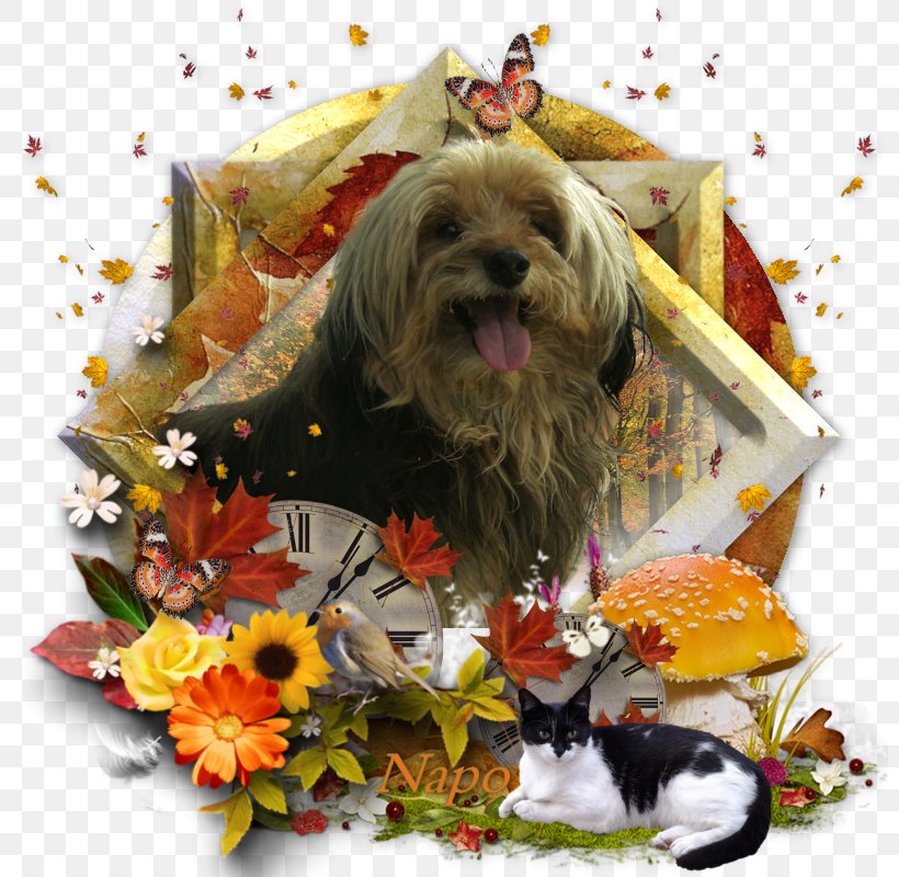 Schnoodle Cairn Terrier Dog Breed Shih Tzu Lhasa Apso, PNG, 800x800px, Schnoodle, Breed, Cairn Terrier, Carnivoran, Cockapoo Download Free