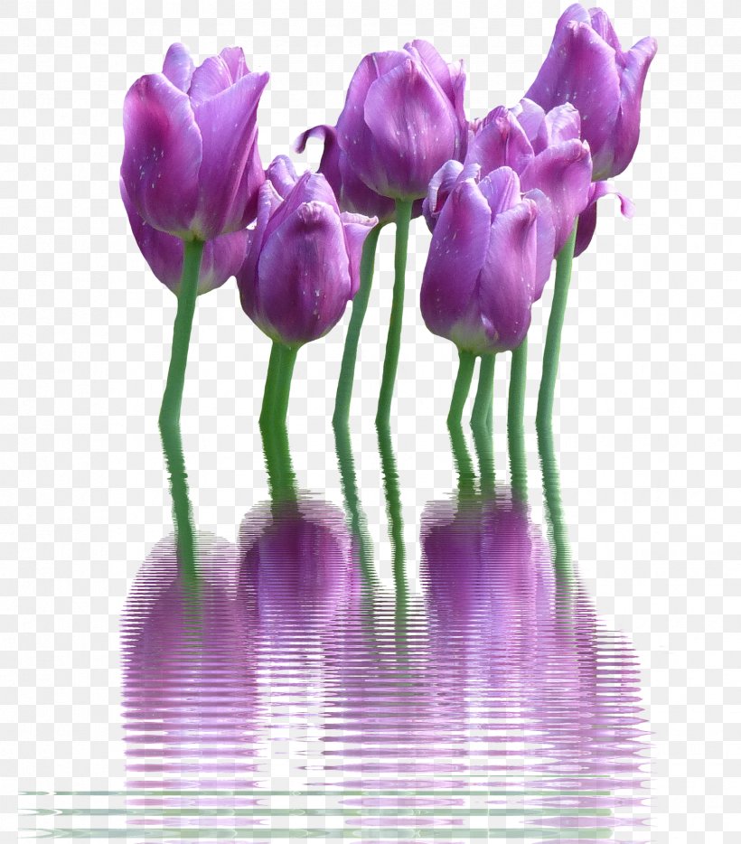 Tulip Flower Download, PNG, 1684x1920px, Tulip, Bud, Crocus, Cut Flowers, Flower Download Free