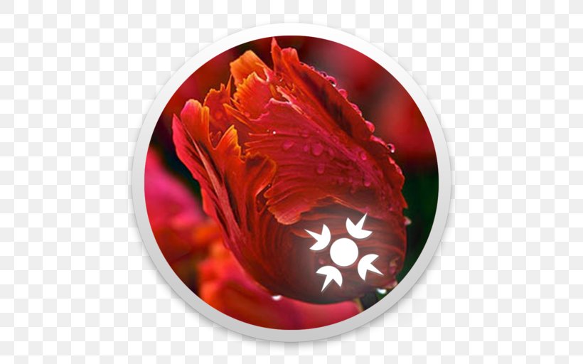 Tulip Flower Rediffmail Petal Desktop Wallpaper, PNG, 512x512px, Tulip, Flower, Happy New Year, Ijen, Petal Download Free