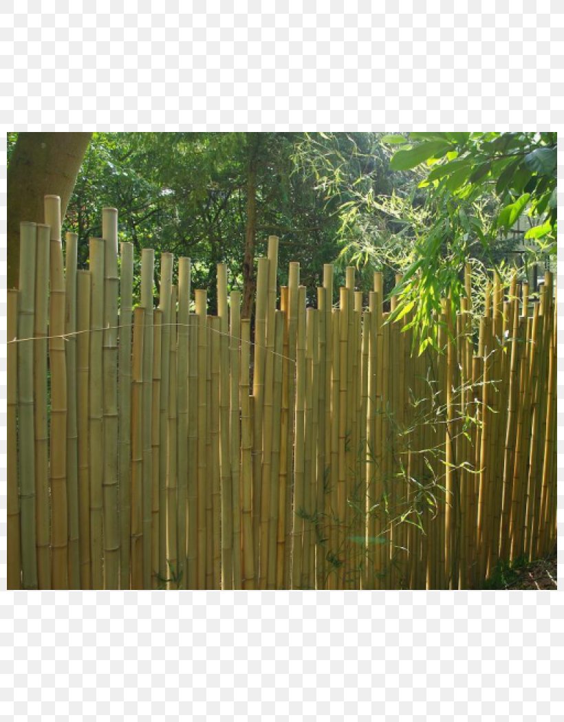 Wall Bambou Garden Terrace, PNG, 800x1050px, Wall, Bamboo, Bambou, Chrysopogon Zizanioides, Claustra Download Free