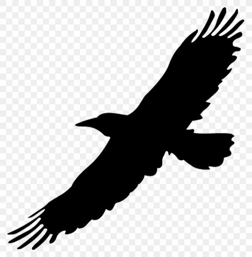 Big Bird Flight Crows Clip Art, PNG, 1019x1042px, Big Bird, Beak, Bird, Bird Flight, Bird Of Prey Download Free