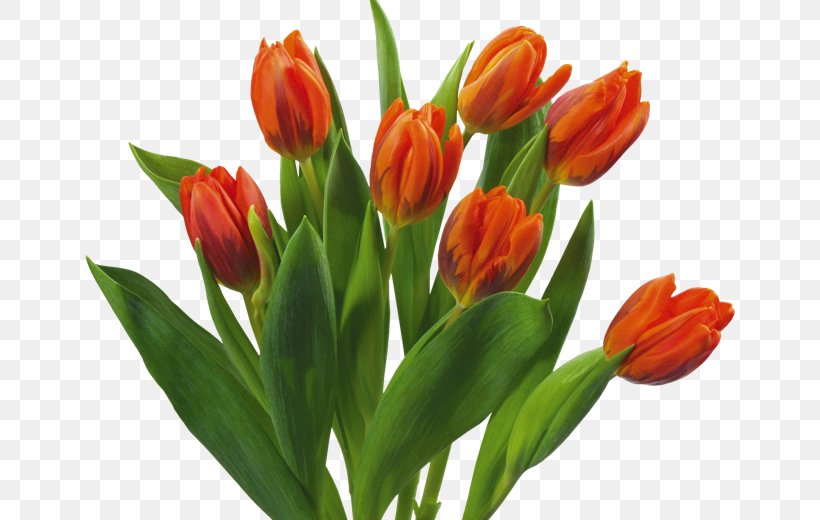 Flower Bouquet Tulip Desktop Wallpaper, PNG, 650x520px, Flower Bouquet, Bud, Cut Flowers, Flower, Flowering Plant Download Free