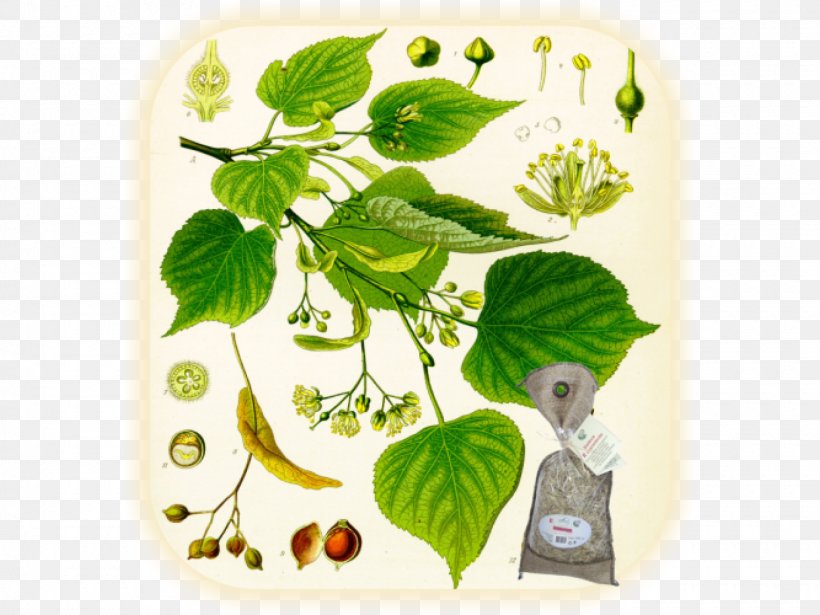 Köhler's Medicinal Plants Tilia Cordata Tree, PNG, 1600x1200px, Tilia Cordata, Algae, Autumn Leaf Color, Botany, Green Download Free