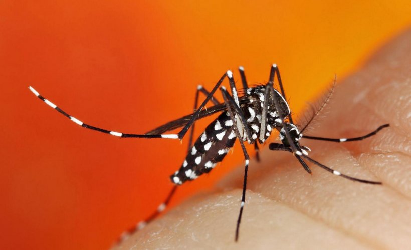 Mosquito-borne Disease Chikungunya Virus Infection Dengue Aedes Albopictus, PNG, 1484x904px, Mosquito, Aedes Albopictus, Arachnid, Araneus, Arthropod Download Free