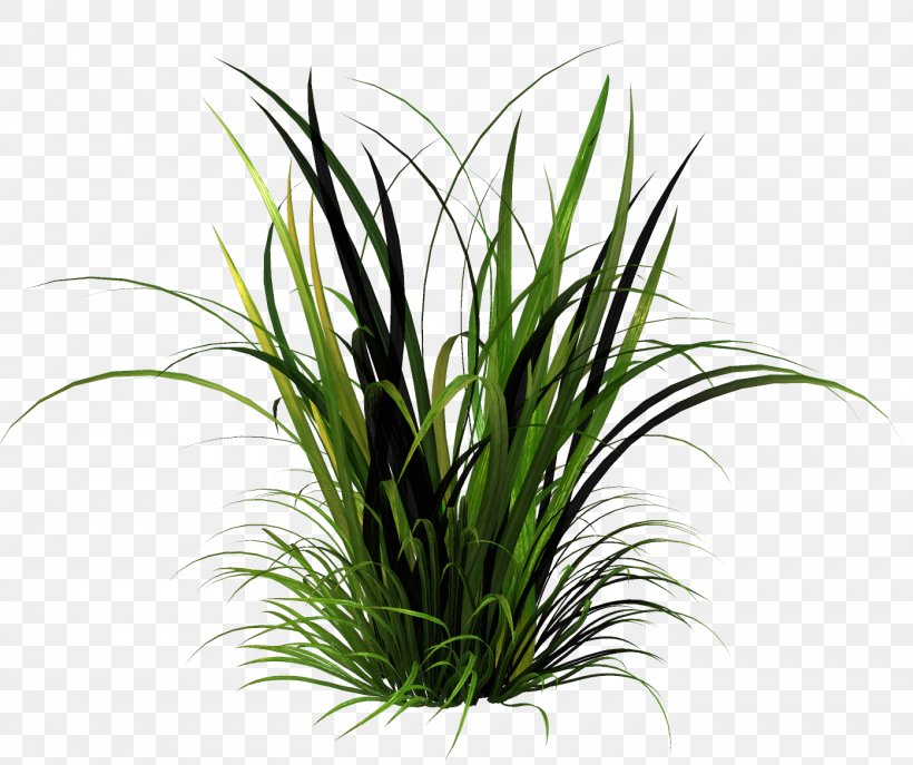 Moutan Peony Clip Art Psd Plants, PNG, 1394x1168px, Moutan Peony, Aquarium Decor, Flowerpot, Grass, Grass Family Download Free