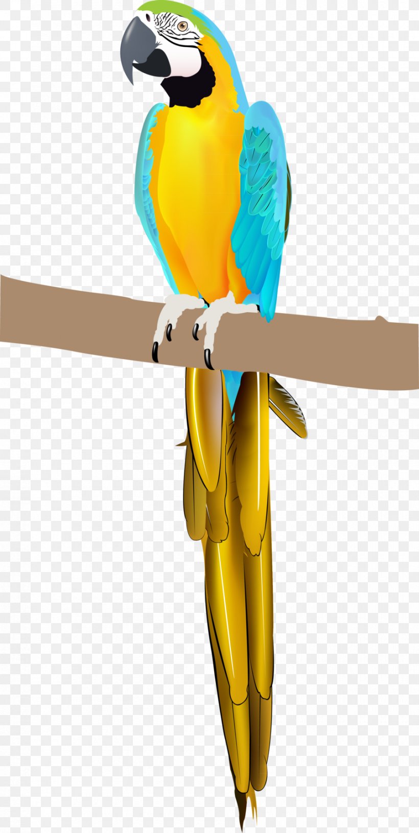 Parrot Bird Parakeet Macaw Vertebrate, PNG, 900x1791px, Parrot, Animal, Beak, Bird, Bird Supply Download Free