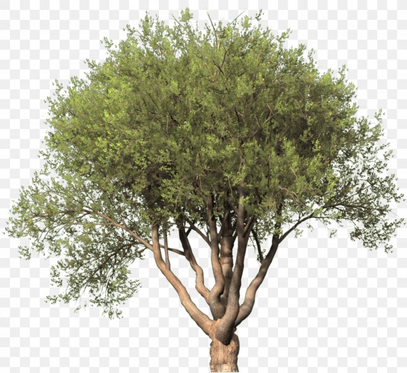 Clip Art Tree Image Illustration, PNG, 1438x1320px, Tree, Branch, Bur Oak, Drawing, Flower Download Free